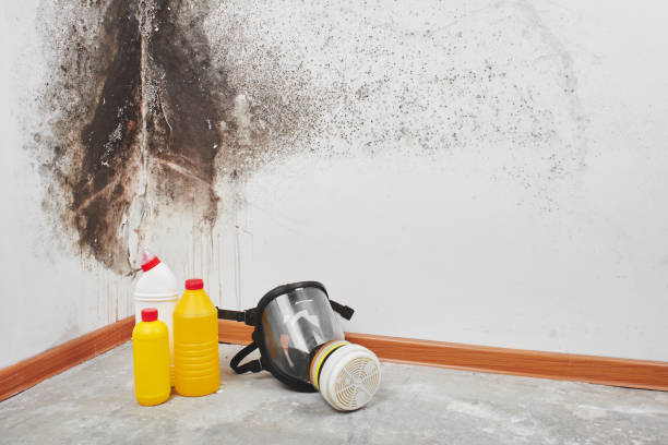 Best Black Mold Removal  in Riverside, IA