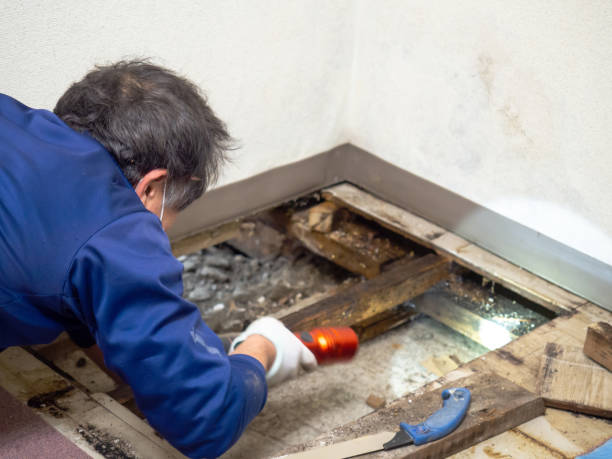 Riverside, IA Mold Removal Company