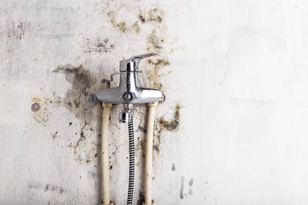Best Home Mold Removal  in Riverside, IA