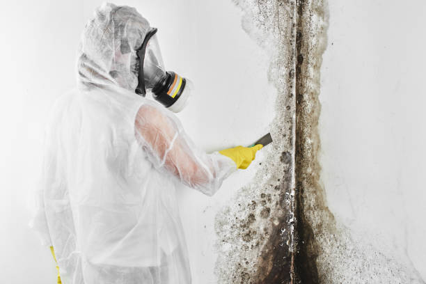 Best Commercial Mold Removal  in Riverside, IA