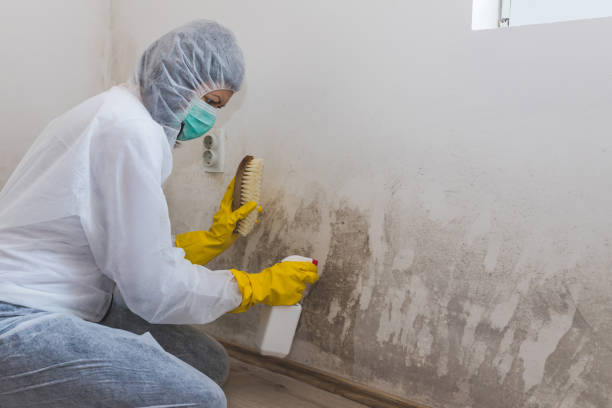 Best Mold Damage Repair  in Riverside, IA