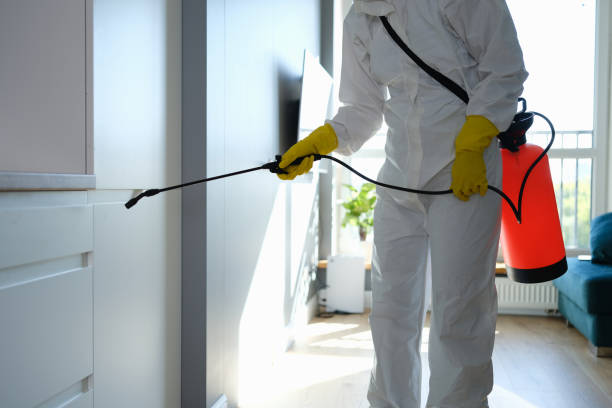 Attic Mold Removal in Riverside, IA