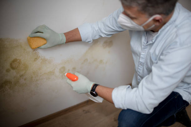 Mold Testing and Removal in Riverside, IA
